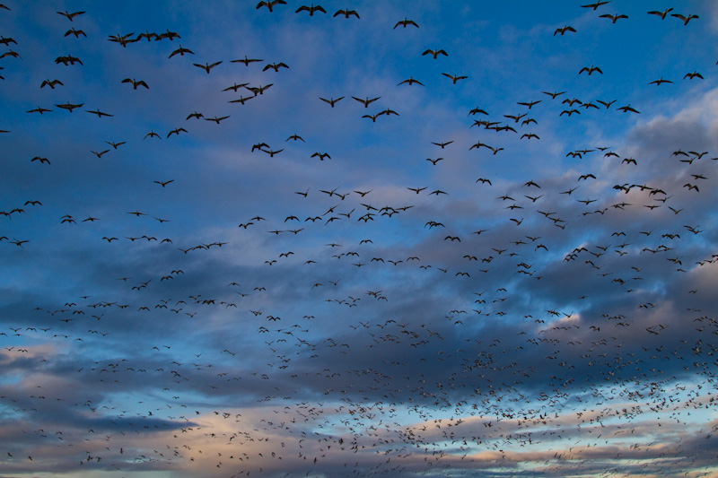 Snow Geese In Flight